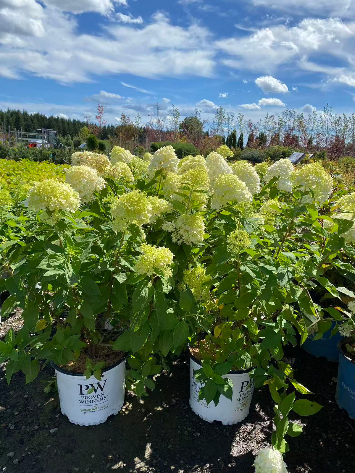 Hydrangea paniculata 'Limelight'