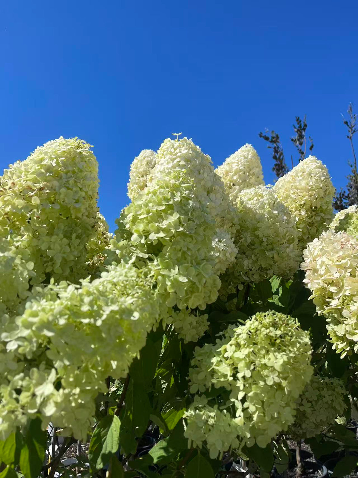 Hydrangea paniculata Limelight Std.