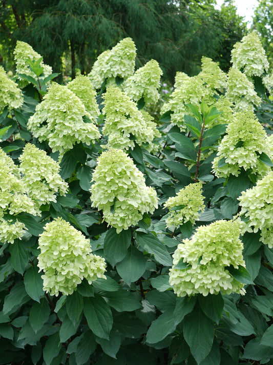 Hydrangea paniculata Limelight Prime