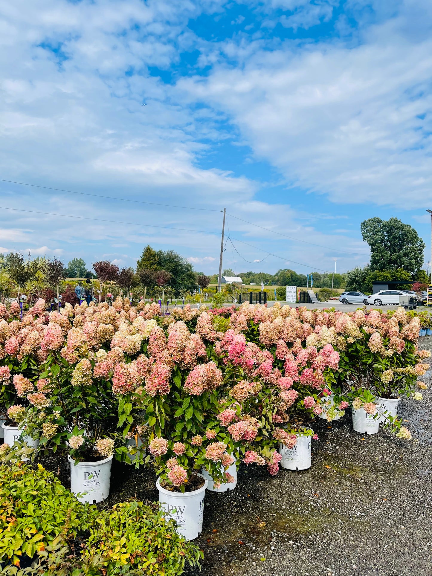 Hydrangea paniculata Limelight Prime