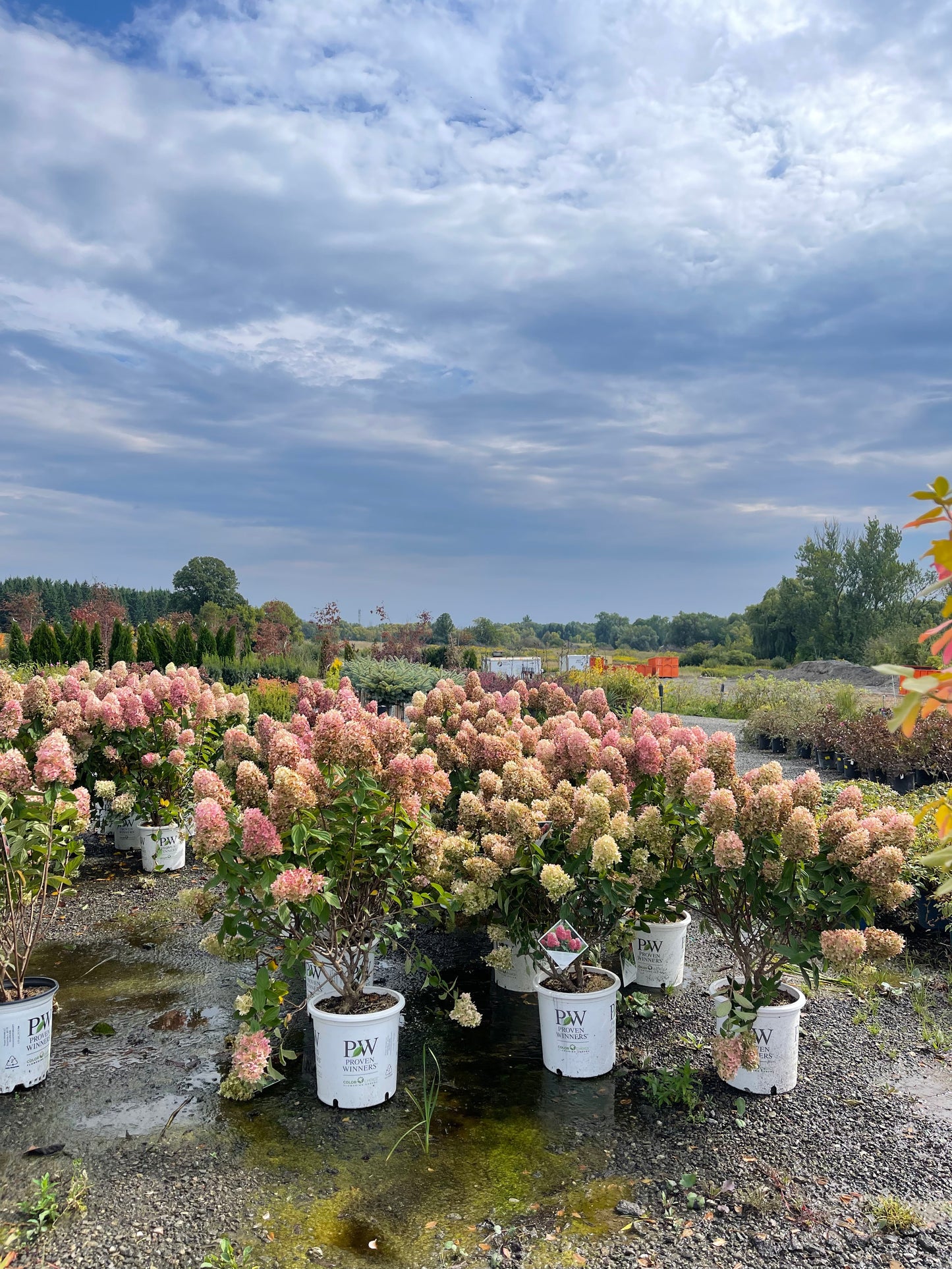 Hydrangea paniculata Limelight Prime