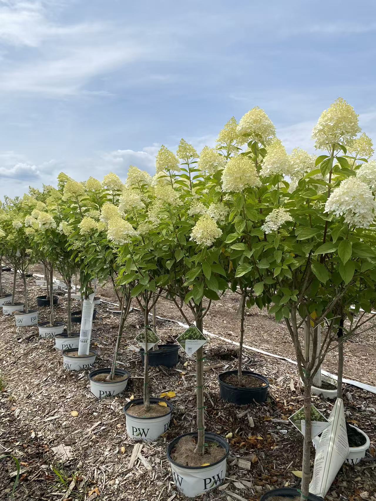 Hydrangea paniculata Limelight Std.