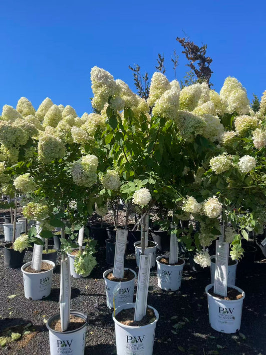 Hydrangea paniculata Limelight Std.