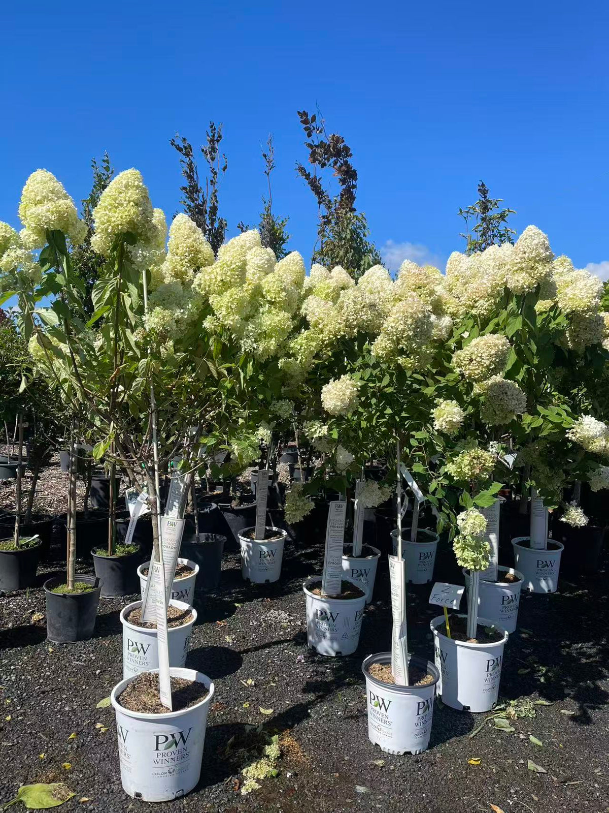 Hydrangea paniculata Limelight Std.
