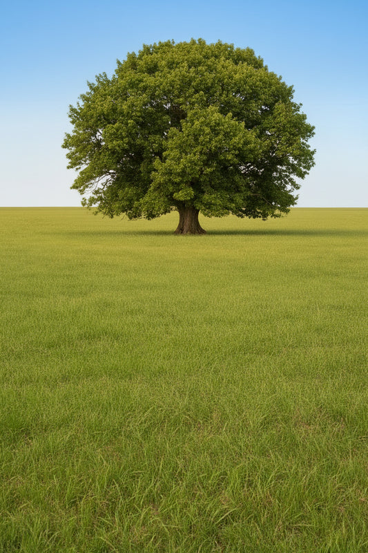 Linden Basswood for sale in Toronto