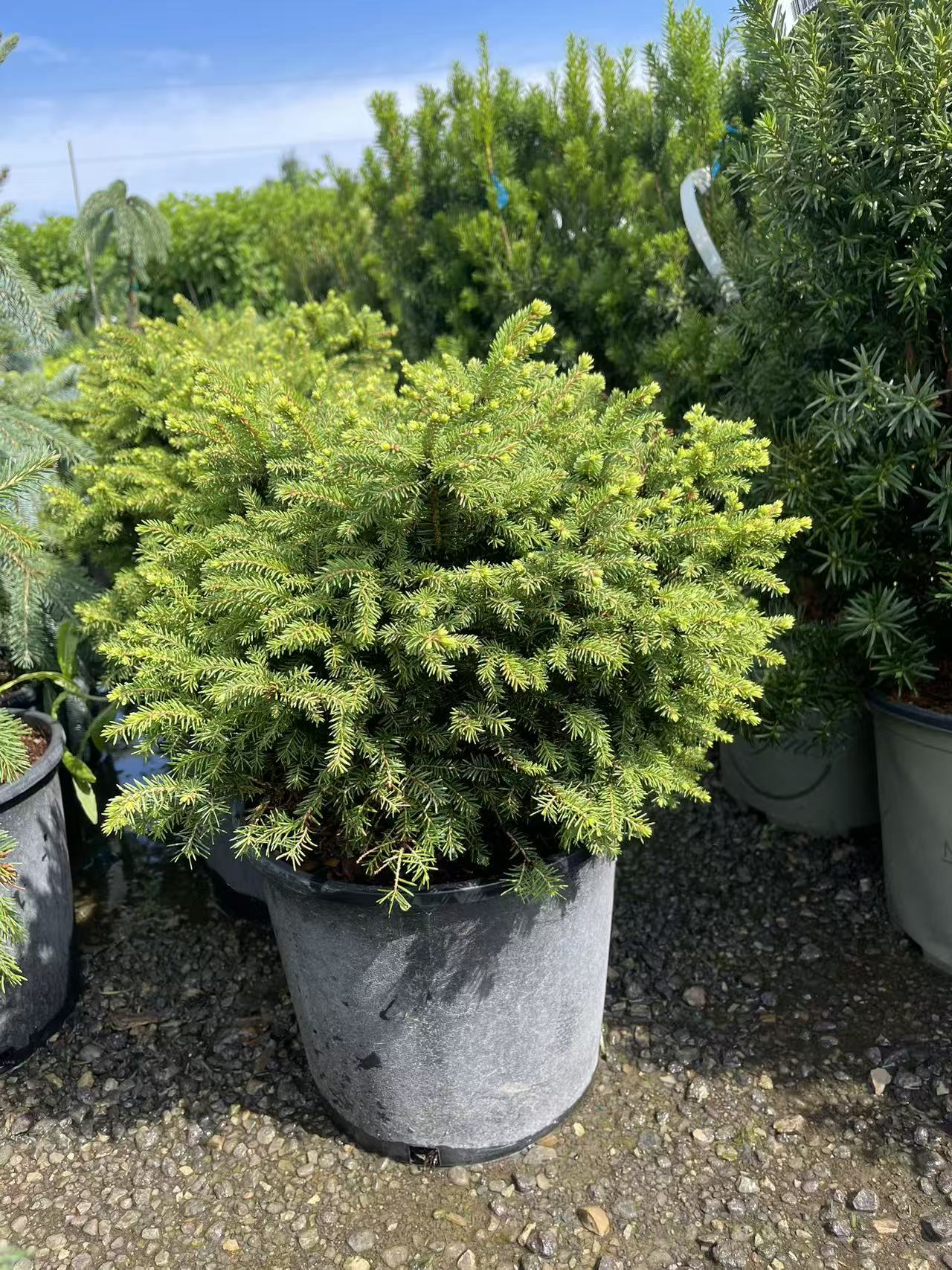 Little Gem Spruce