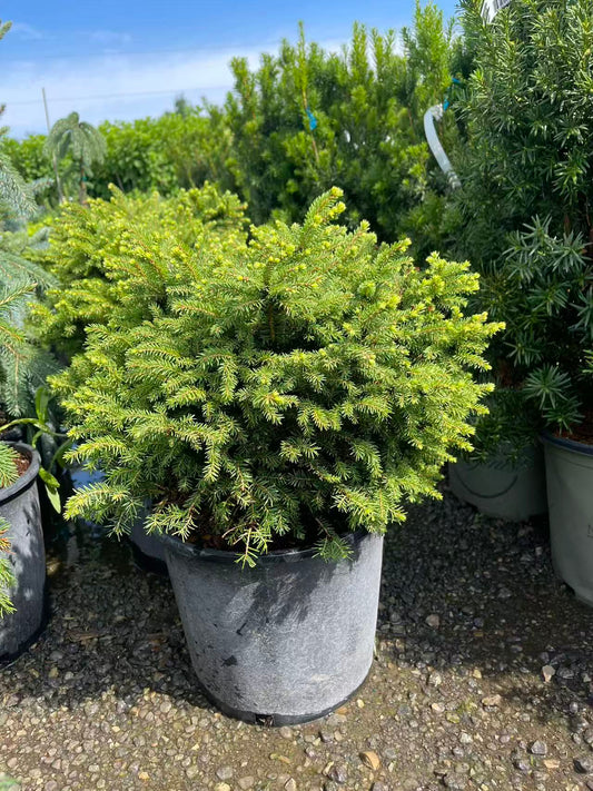 Little Gem Spruce