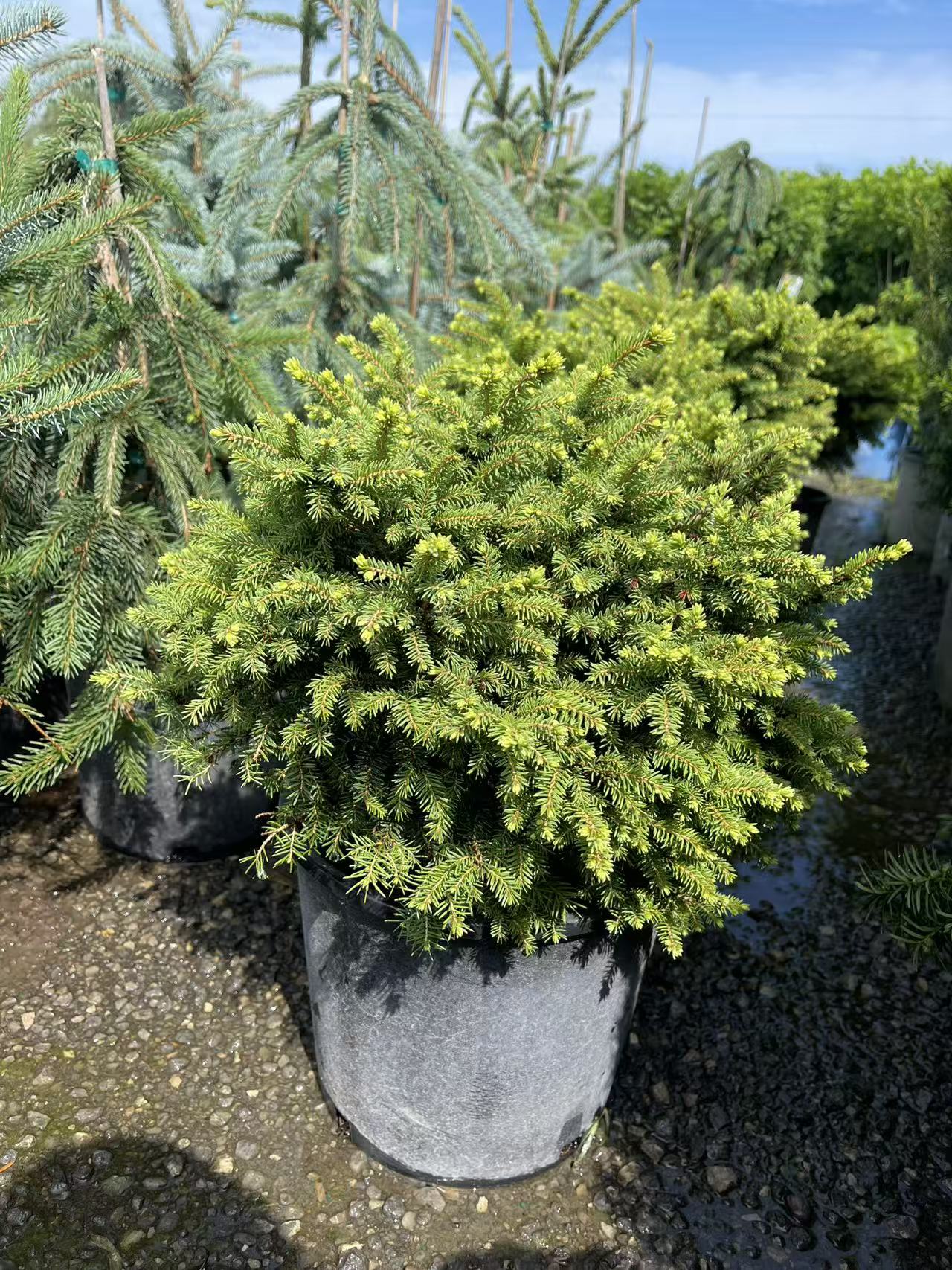 Little Gem Spruce