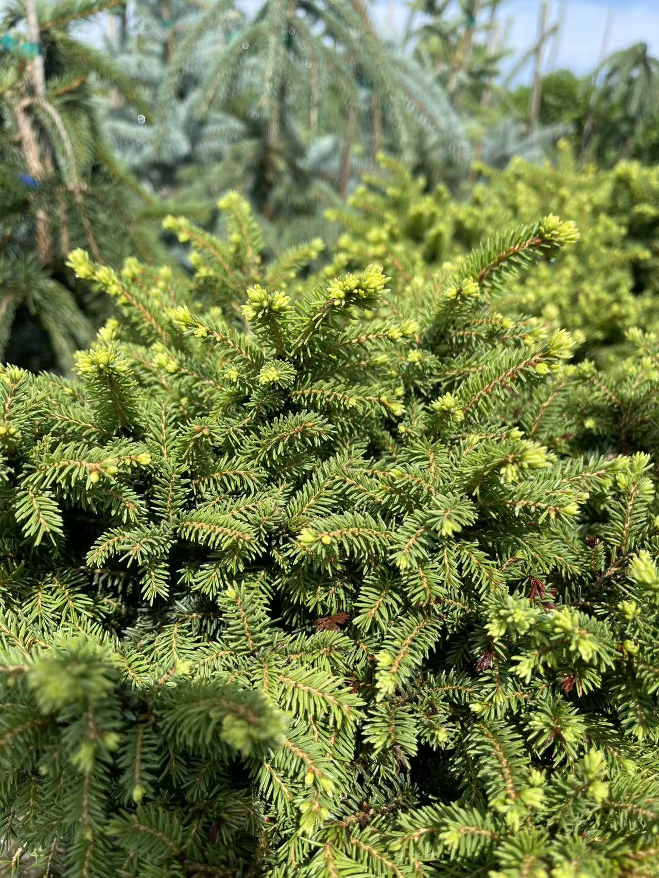 Little Gem Spruce
