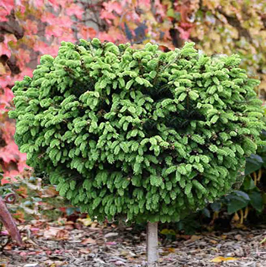 Little Gem Spruce