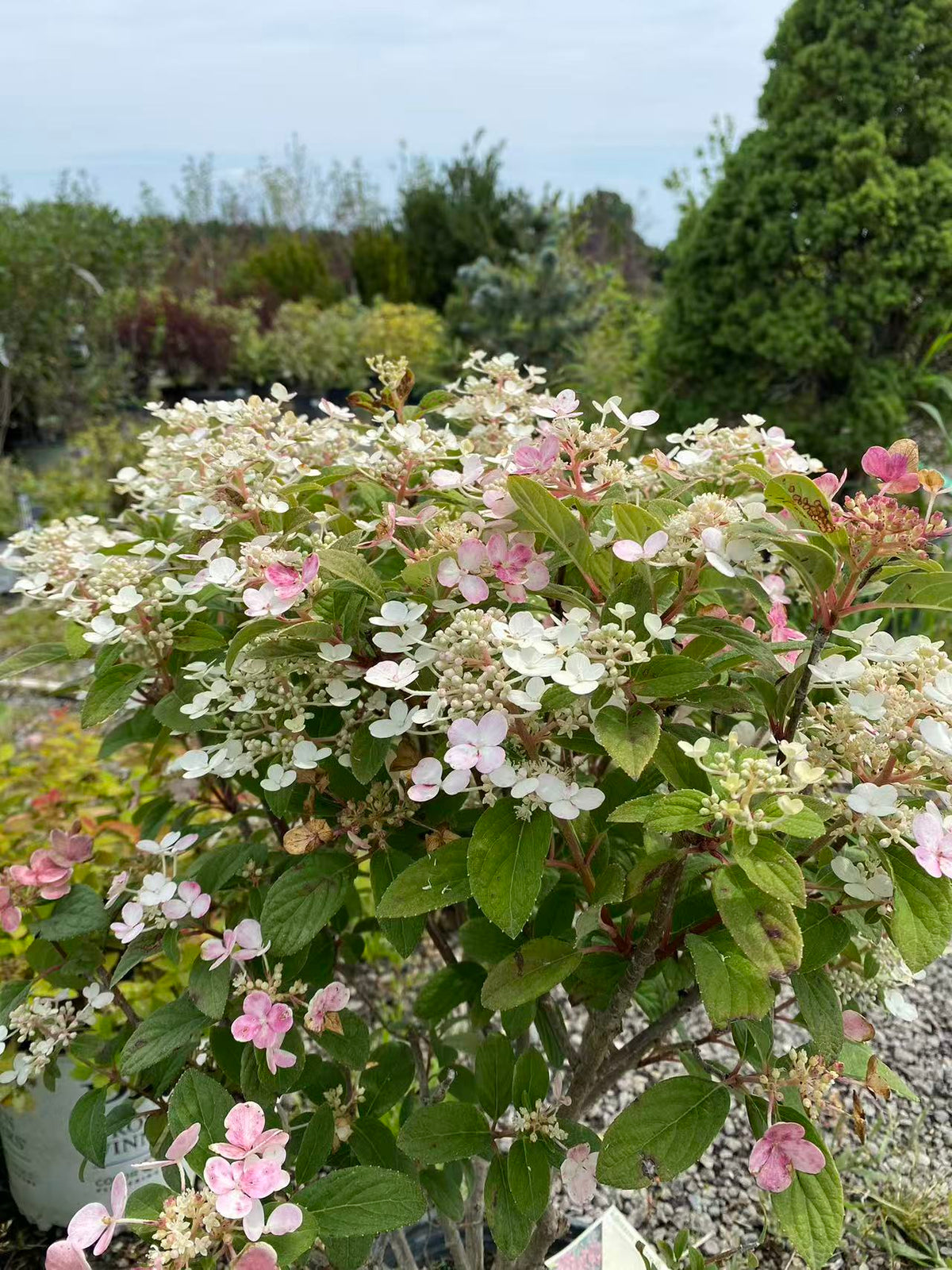 Little Quick Fire Panicle Hydrangea