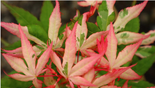 Acer Palmatum llarian