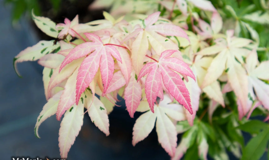 Acer Palmatum llarian