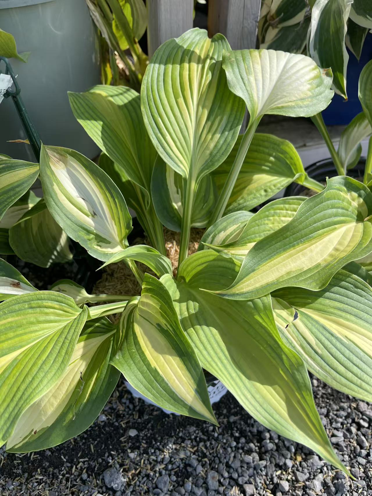 Hosta 'Love Story'