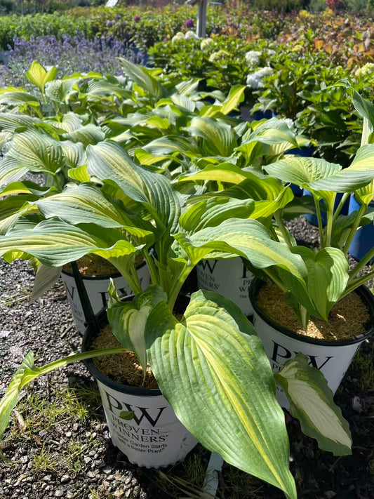 Hosta 'Love Story'