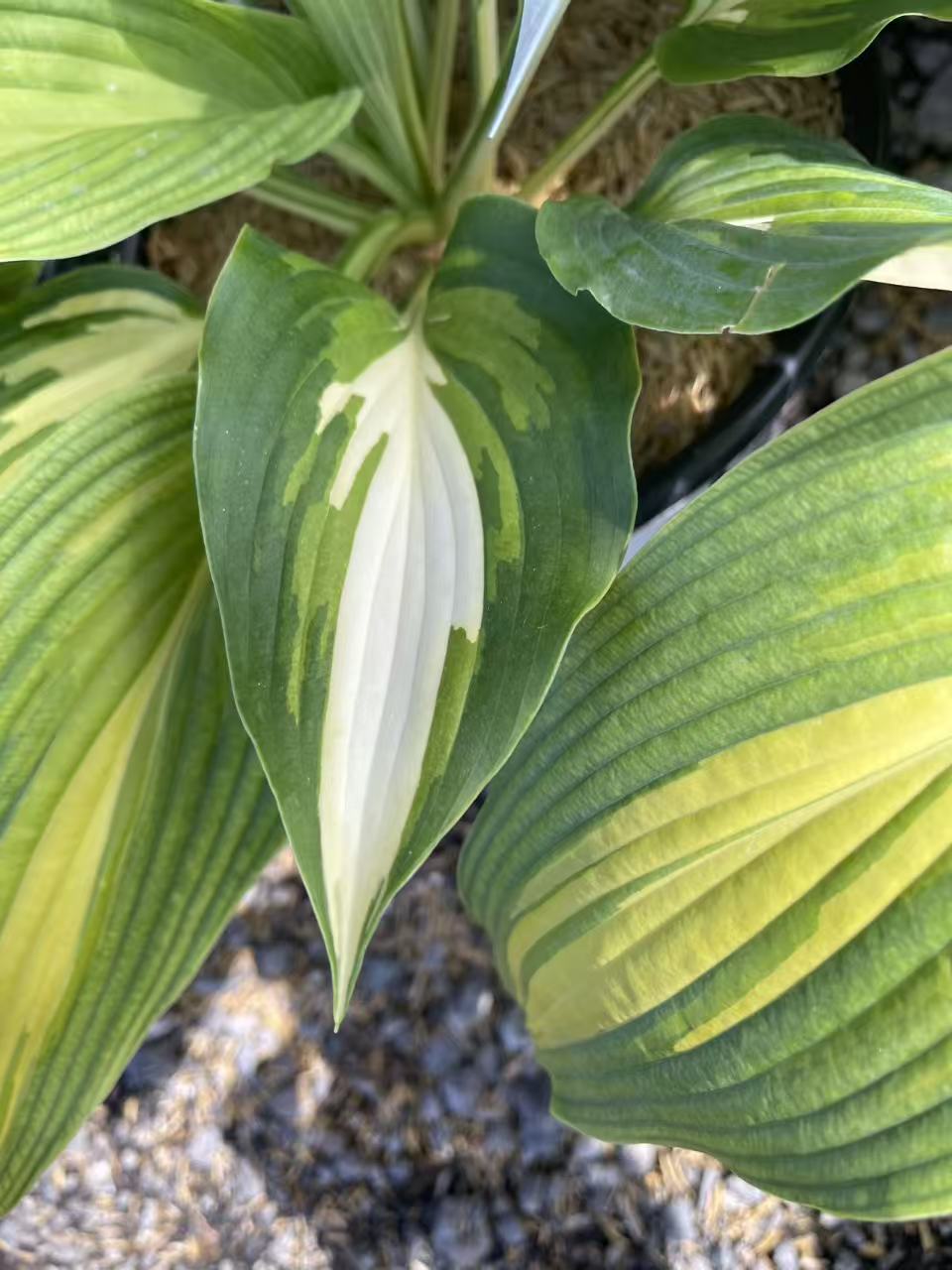 Hosta 'Love Story'