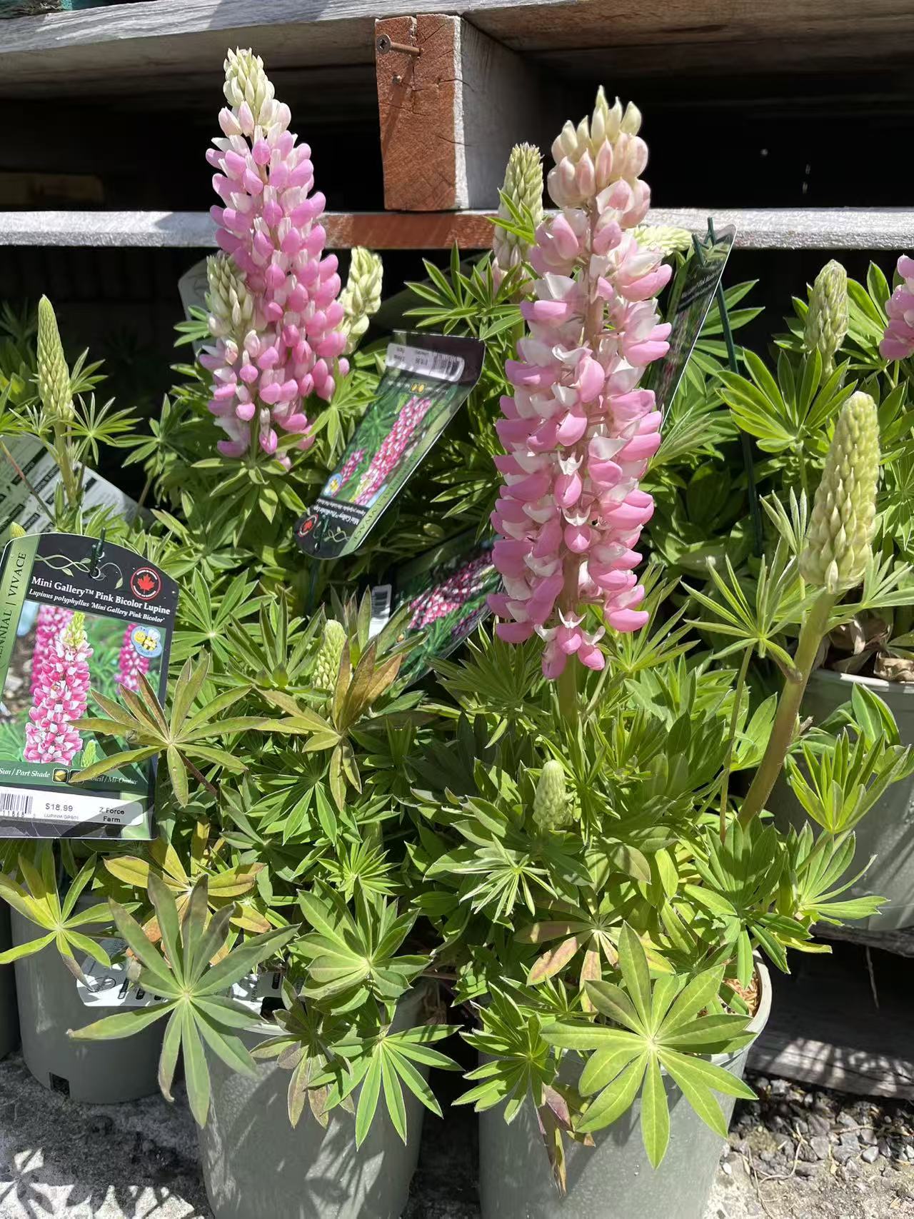 Lupine 'Mini Gallery Series Pink Bicolor'