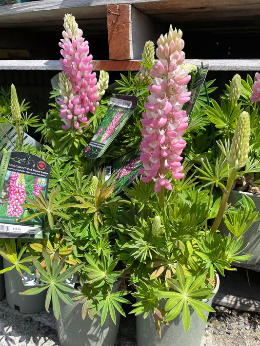 Lupine 'Mini Gallery Series Pink Bicolor'