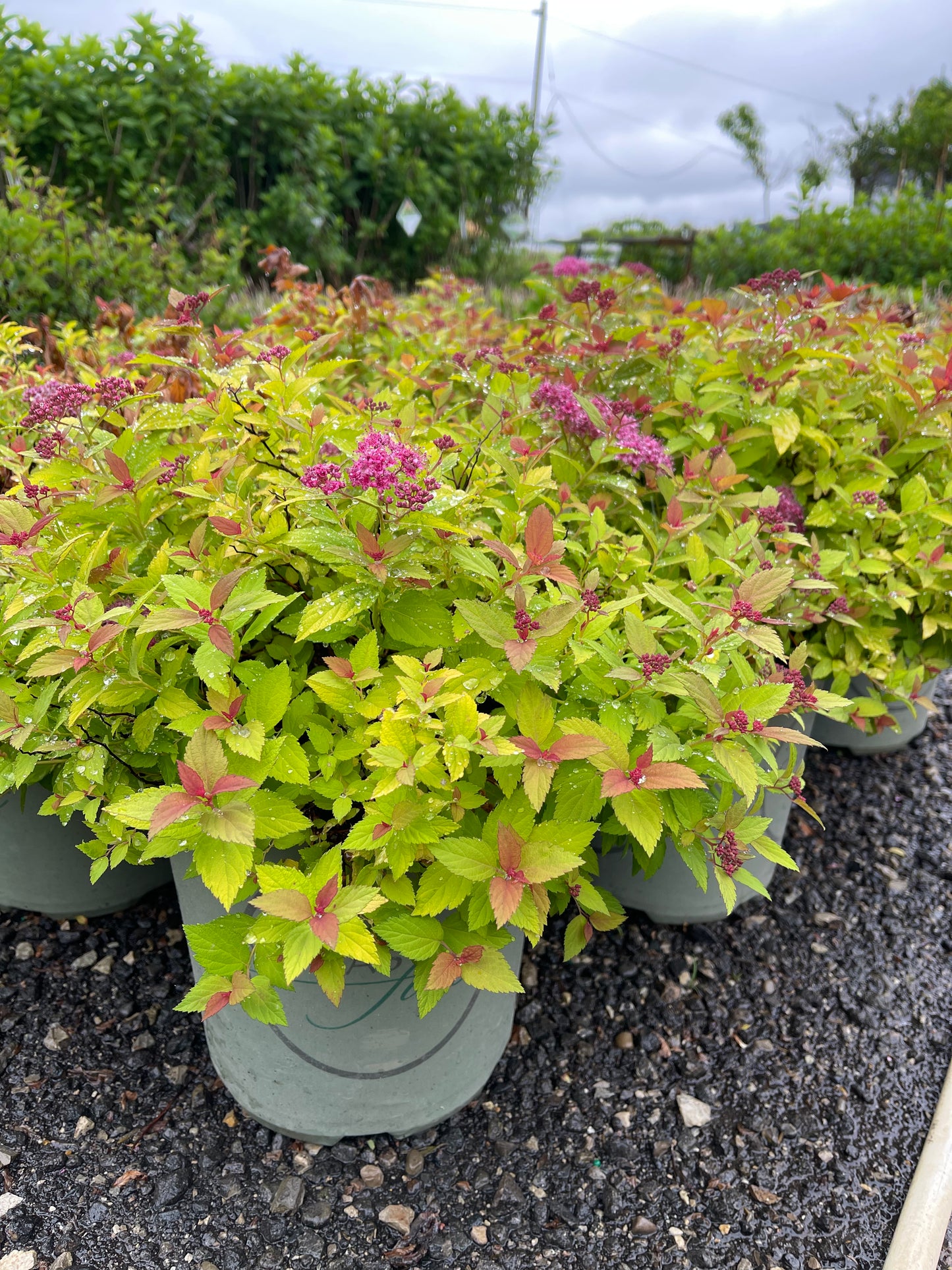 Magic Carpet Spirea