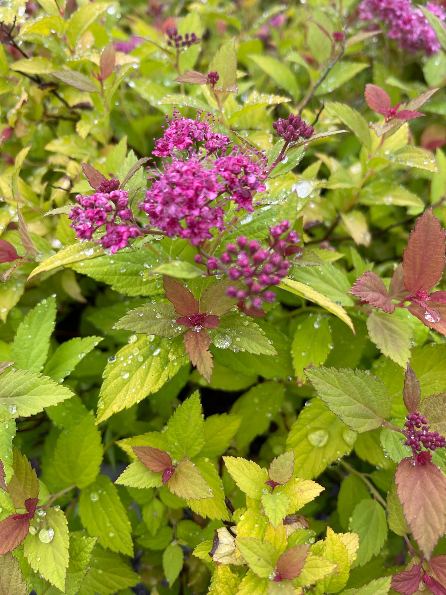 Magic Carpet Spirea