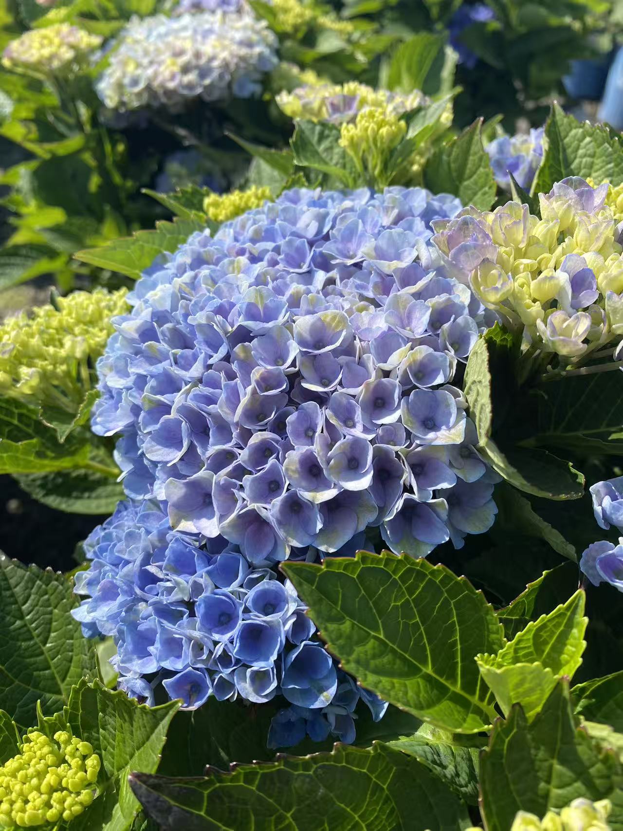 Magical Revolution Hydrangea