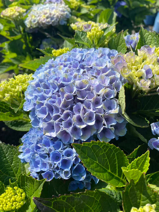 Magical Revolution Hydrangea