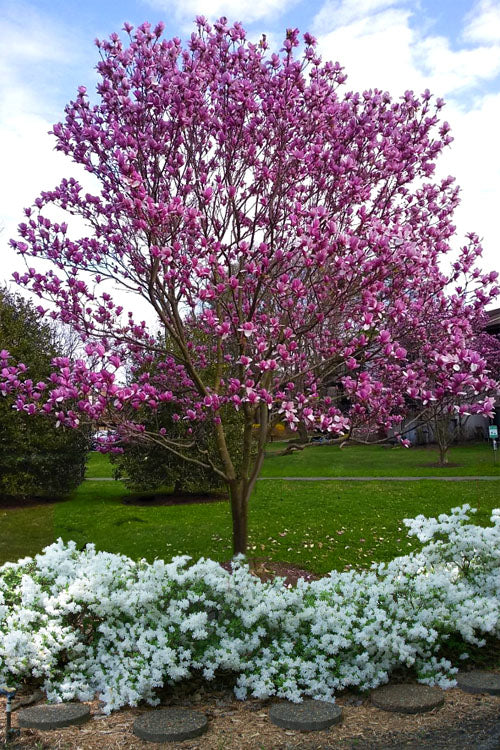 Magnolia 'Galaxy'