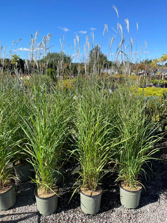 Purple Maiden Grass