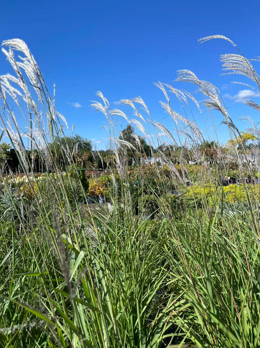 Purple Maiden Grass