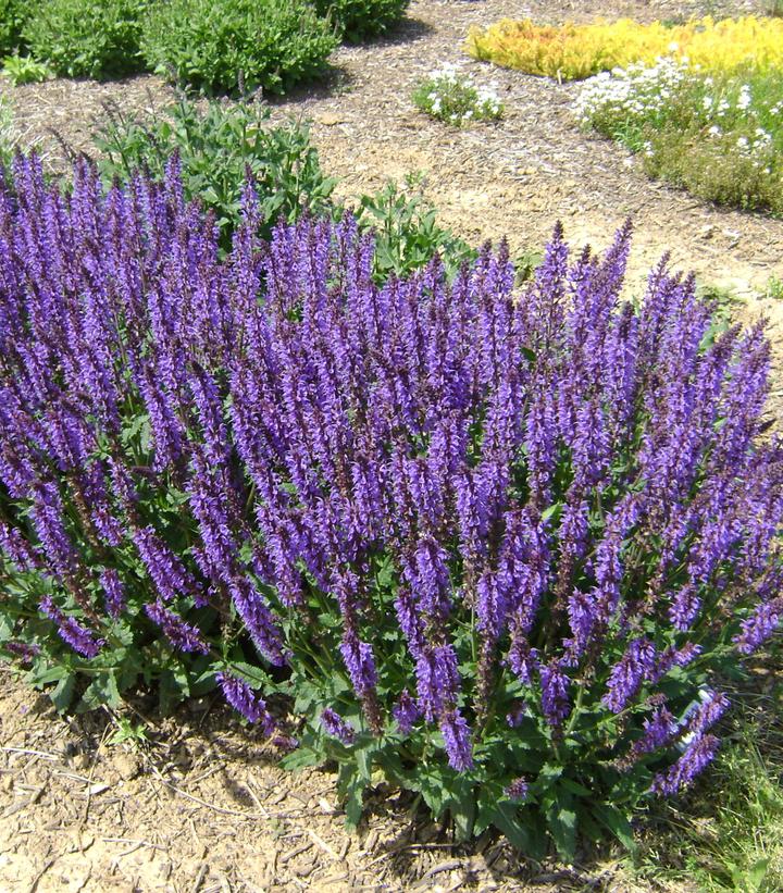 Meadow Sage 'Blue by You'