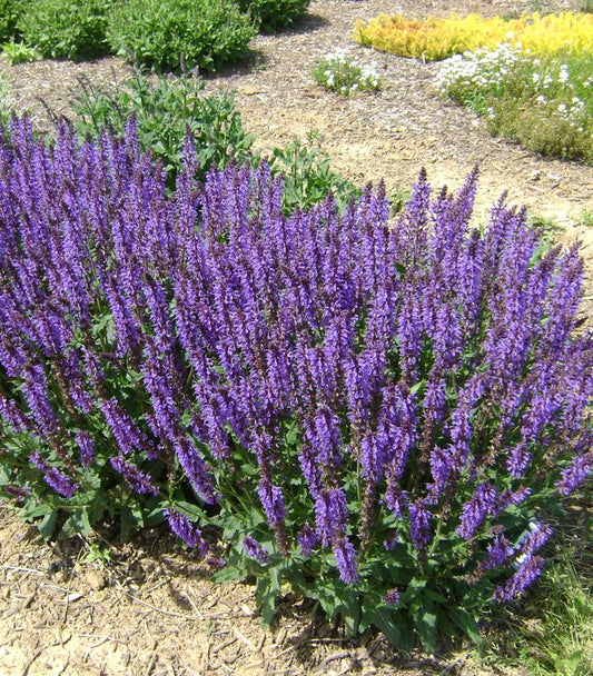 Meadow Sage 'Blue by You'