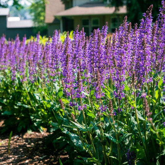 Meadow Sage 'Blue by You'