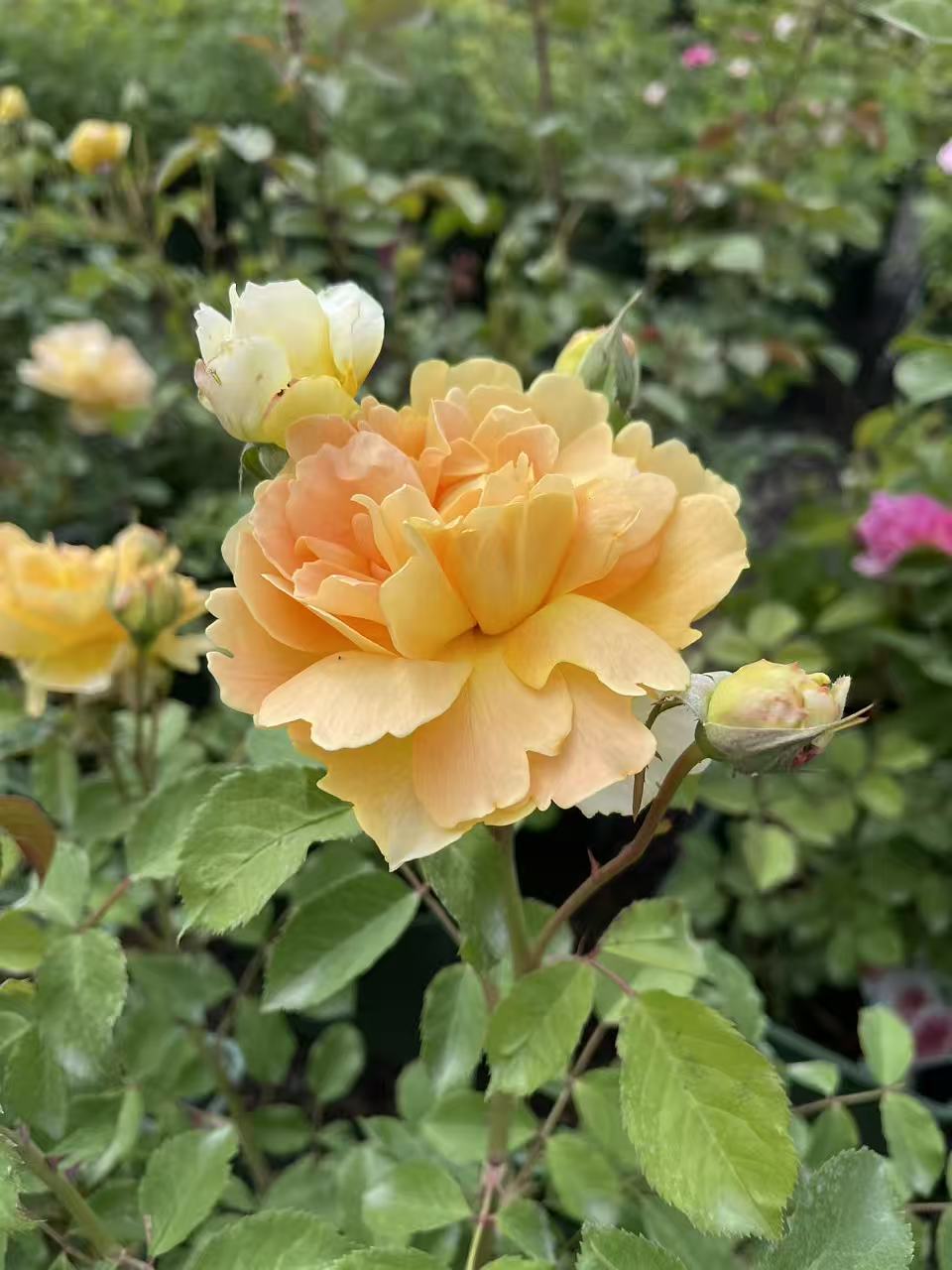 Molineux® David Austin Rose
