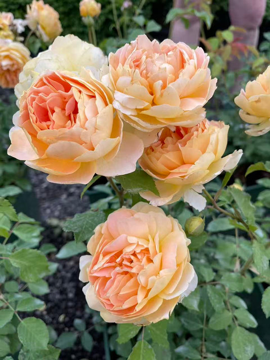 Molineux® David Austin Rose