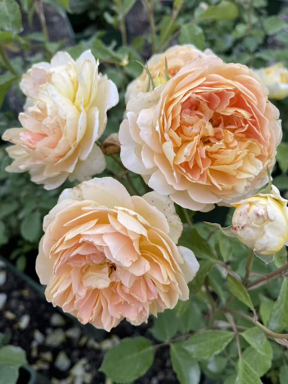 Molineux® David Austin Rose