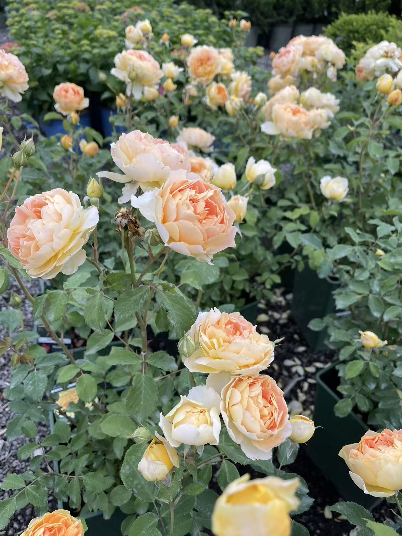 Molineux® David Austin Rose