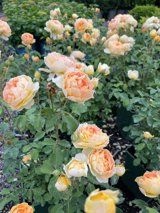 Molineux® David Austin Rose