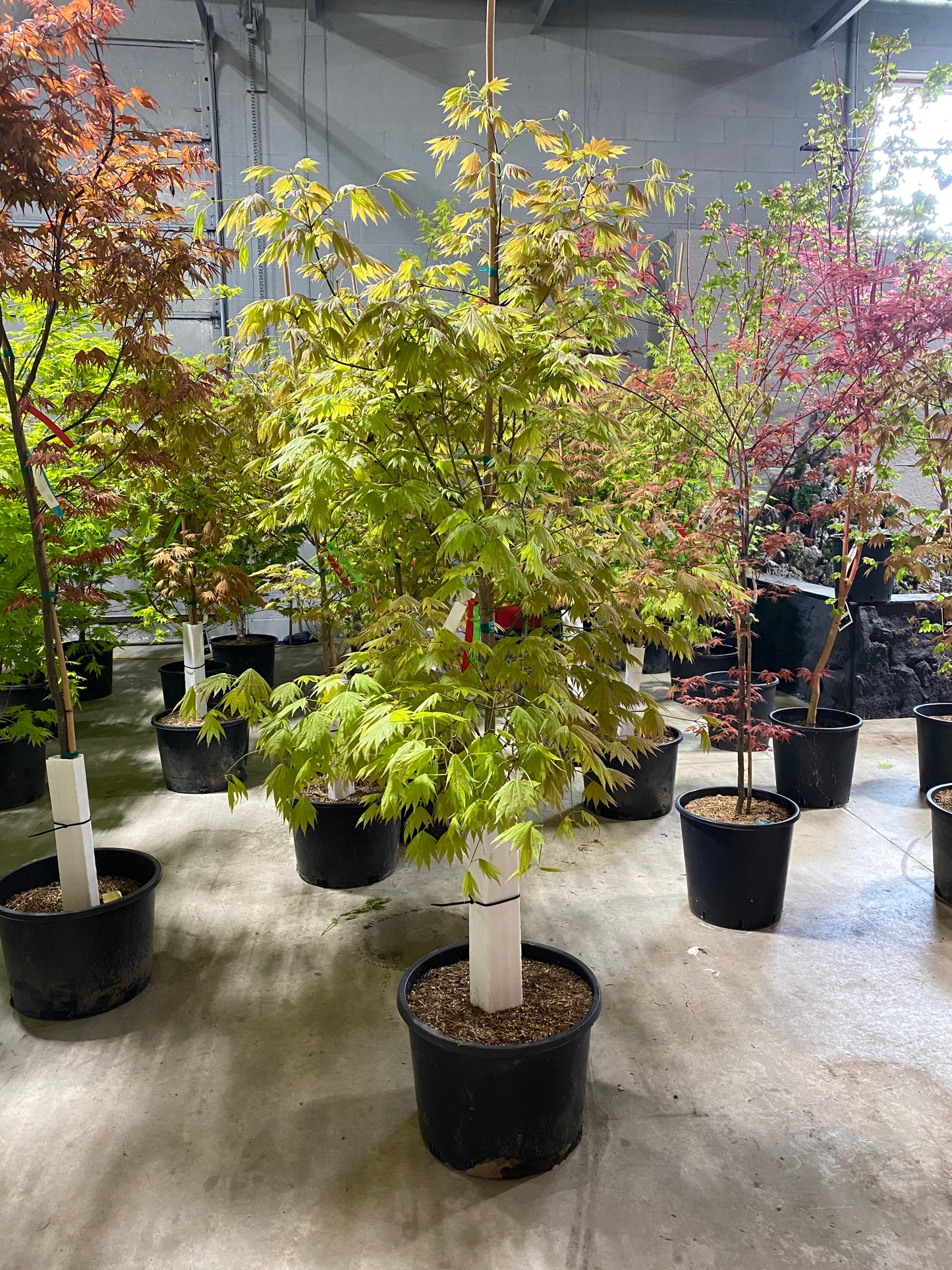 Acer shirasawanum Moonrise