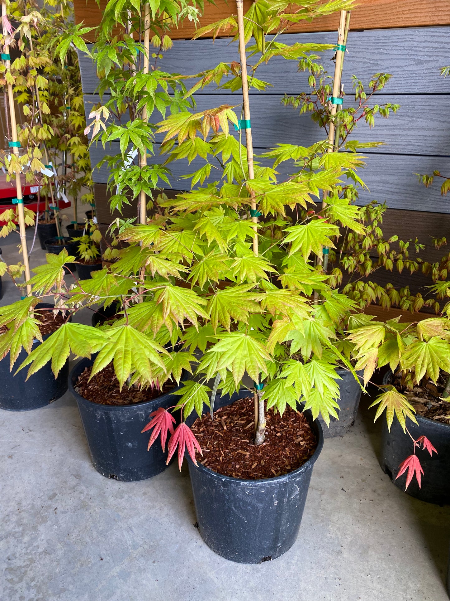 Acer shirasawanum Moonrise