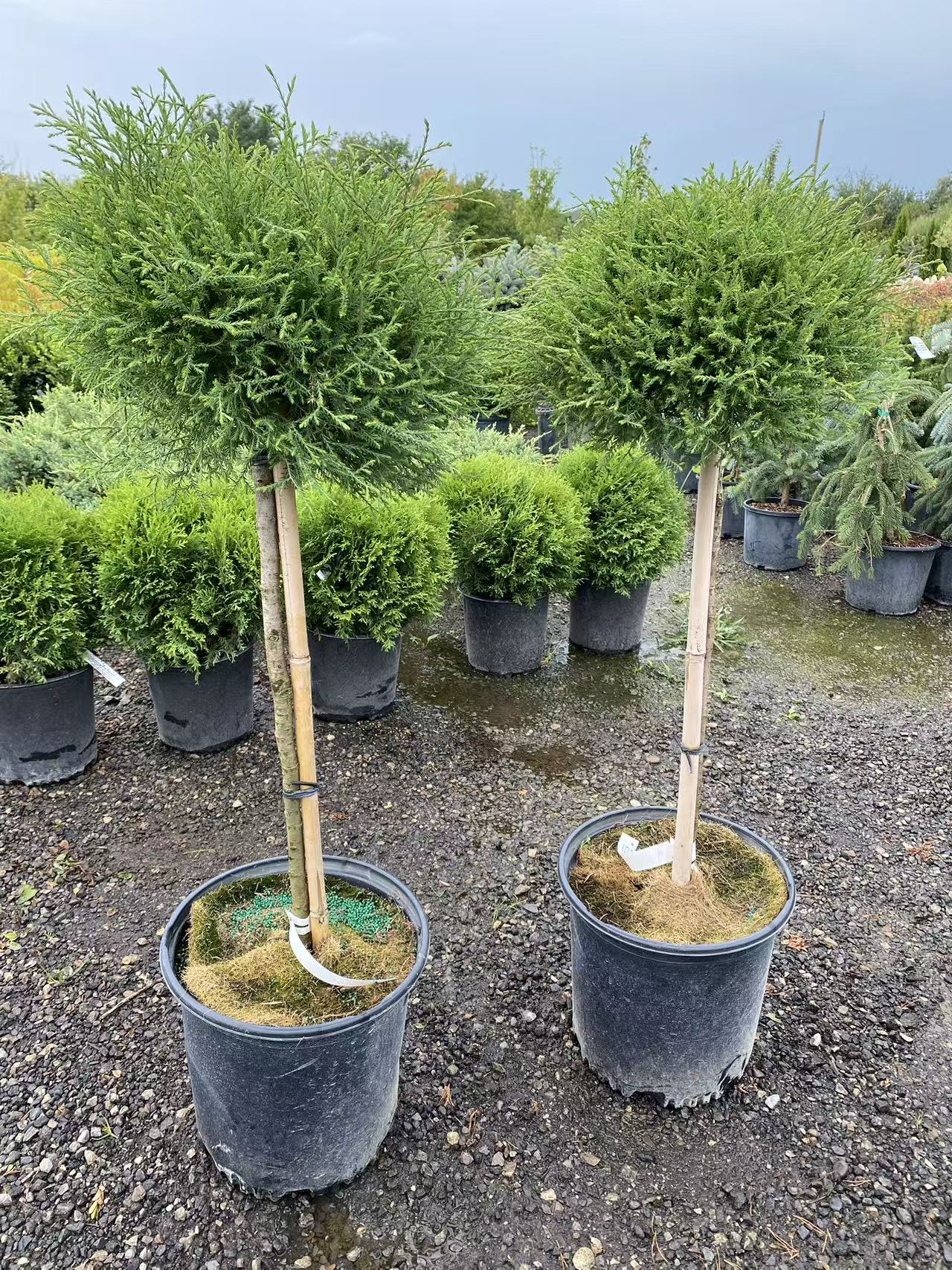 Thuja occidentalis ‘Mr. Bowling Ball’ Std.