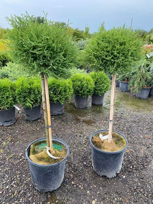 Thuja occidentalis ‘Mr. Bowling Ball’ Std.