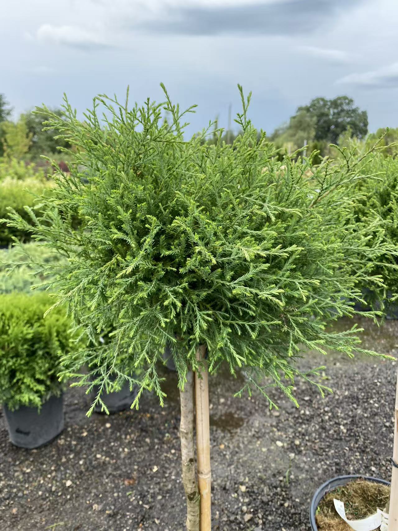 Thuja occidentalis ‘Mr. Bowling Ball’ Std.