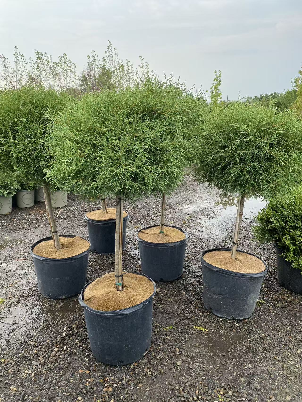 Thuja occidentalis ‘Mr. Bowling Ball’ Std.