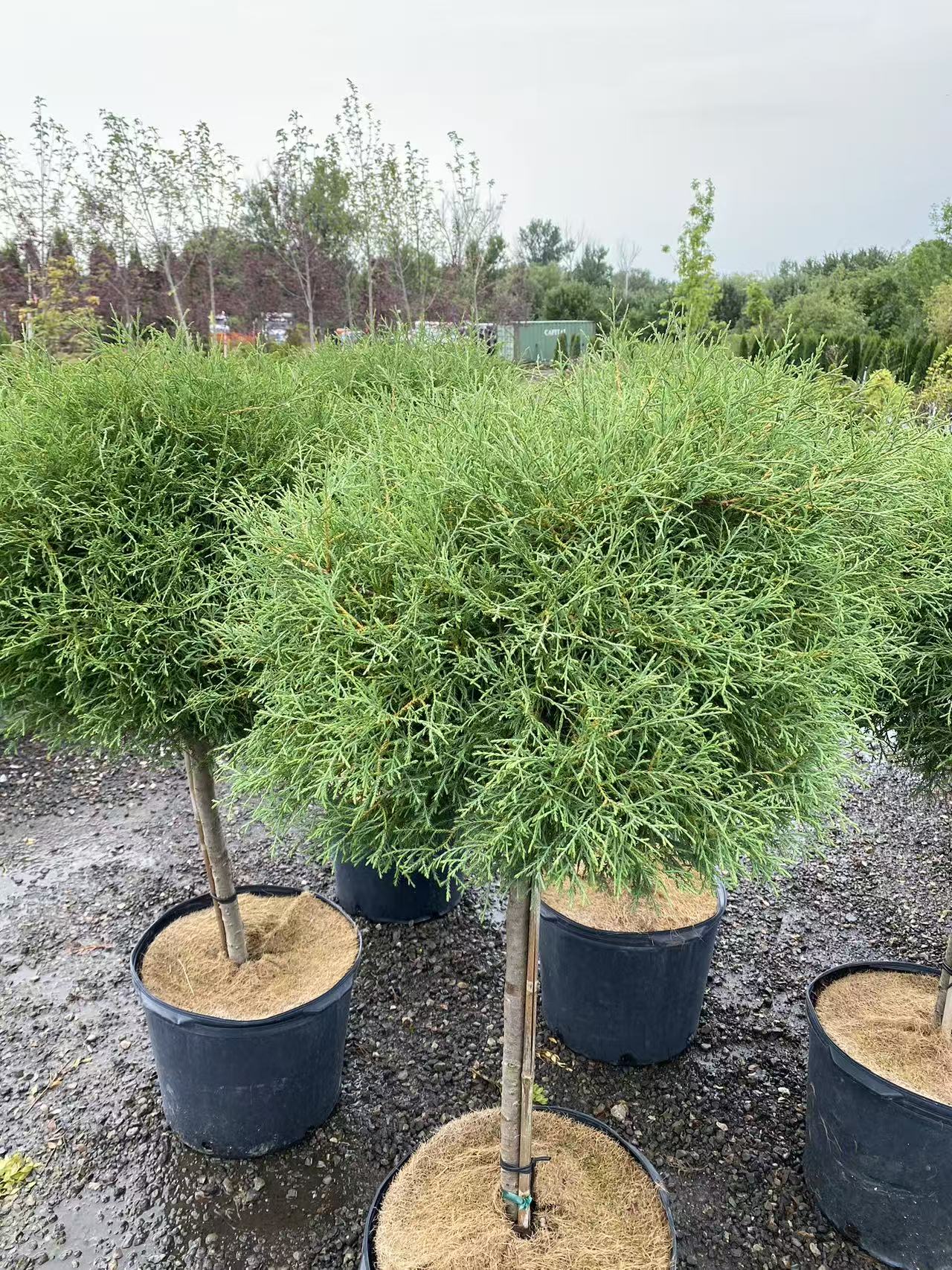 Thuja occidentalis ‘Mr. Bowling Ball’ Std.