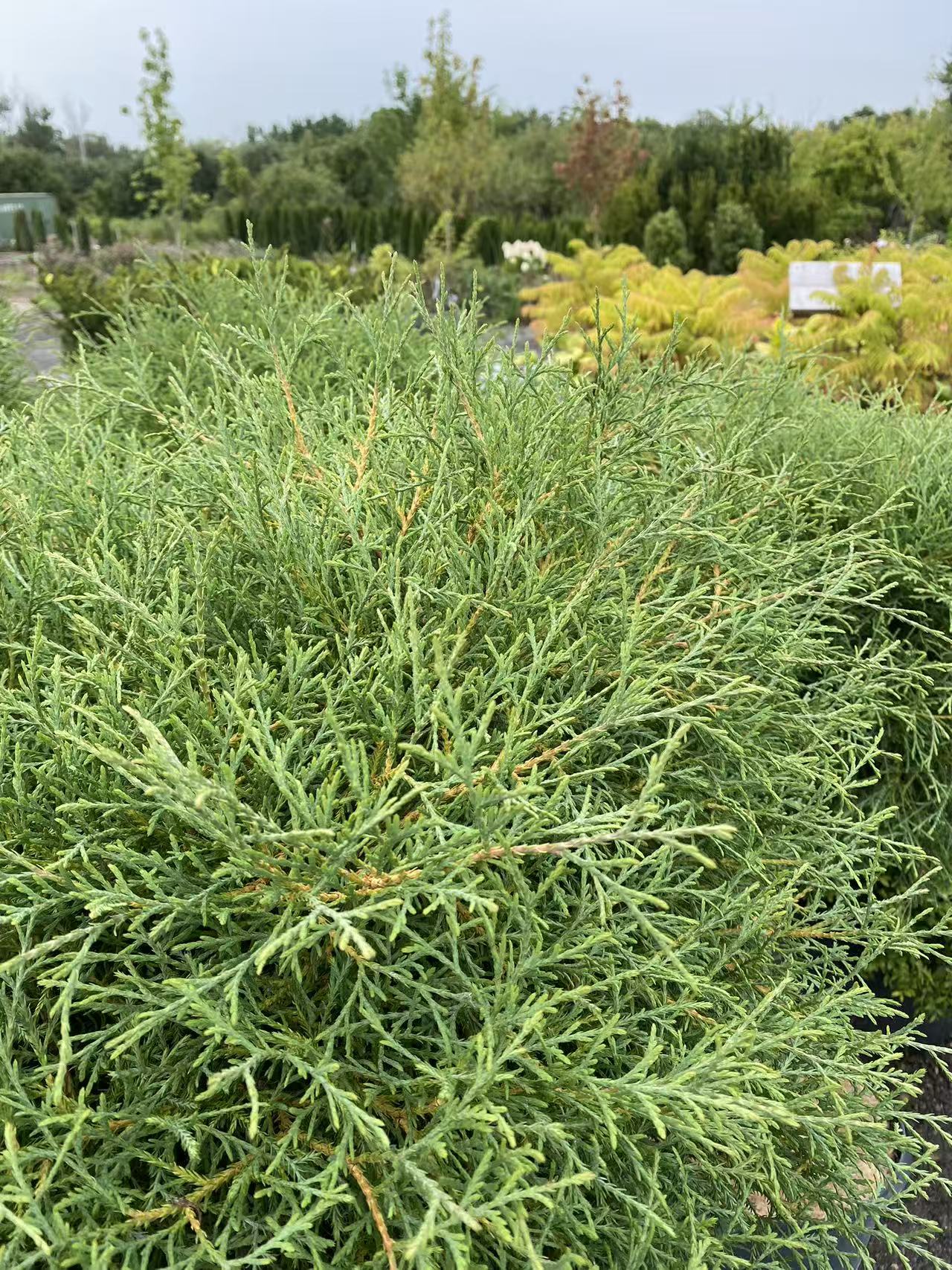 Thuja occidentalis ‘Mr. Bowling Ball’ Std.