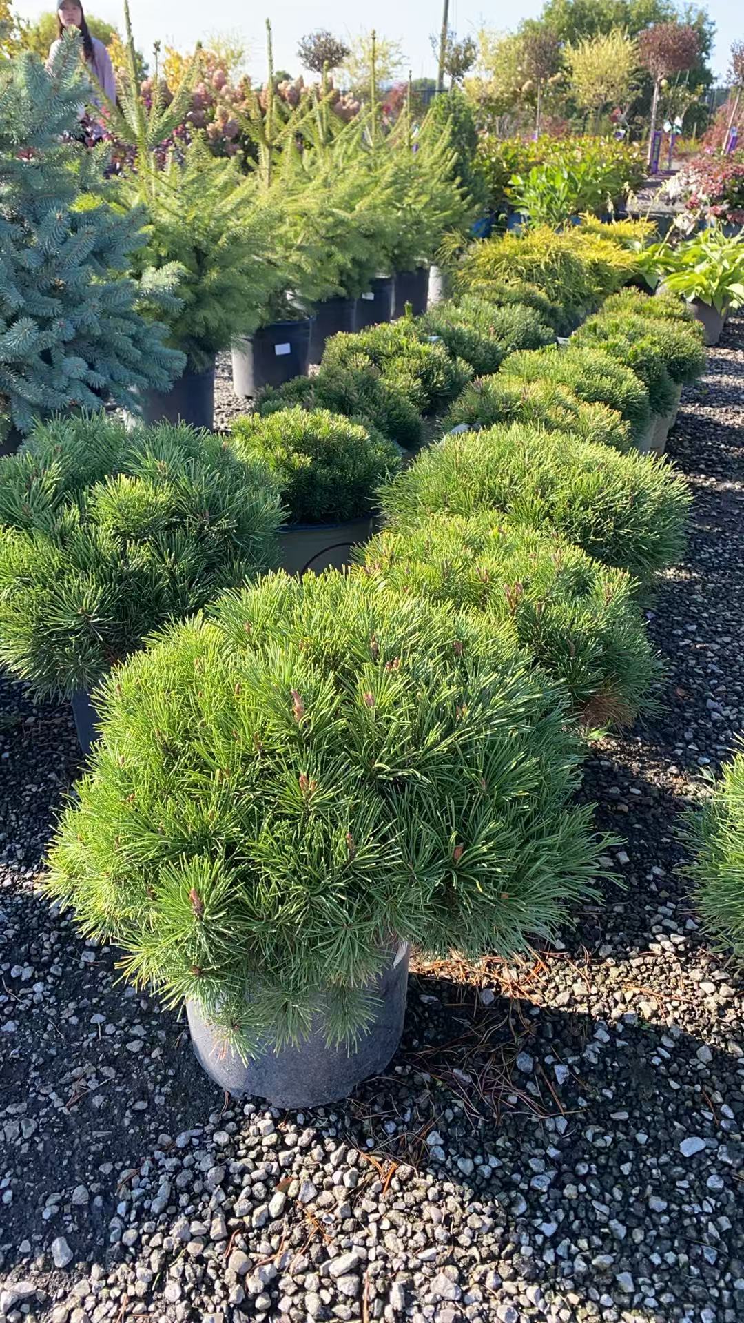 Mugo Pine