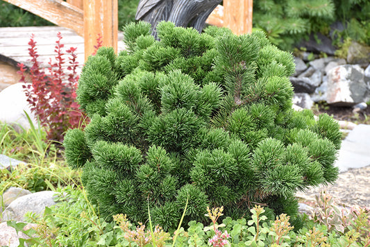 Mugo Pine