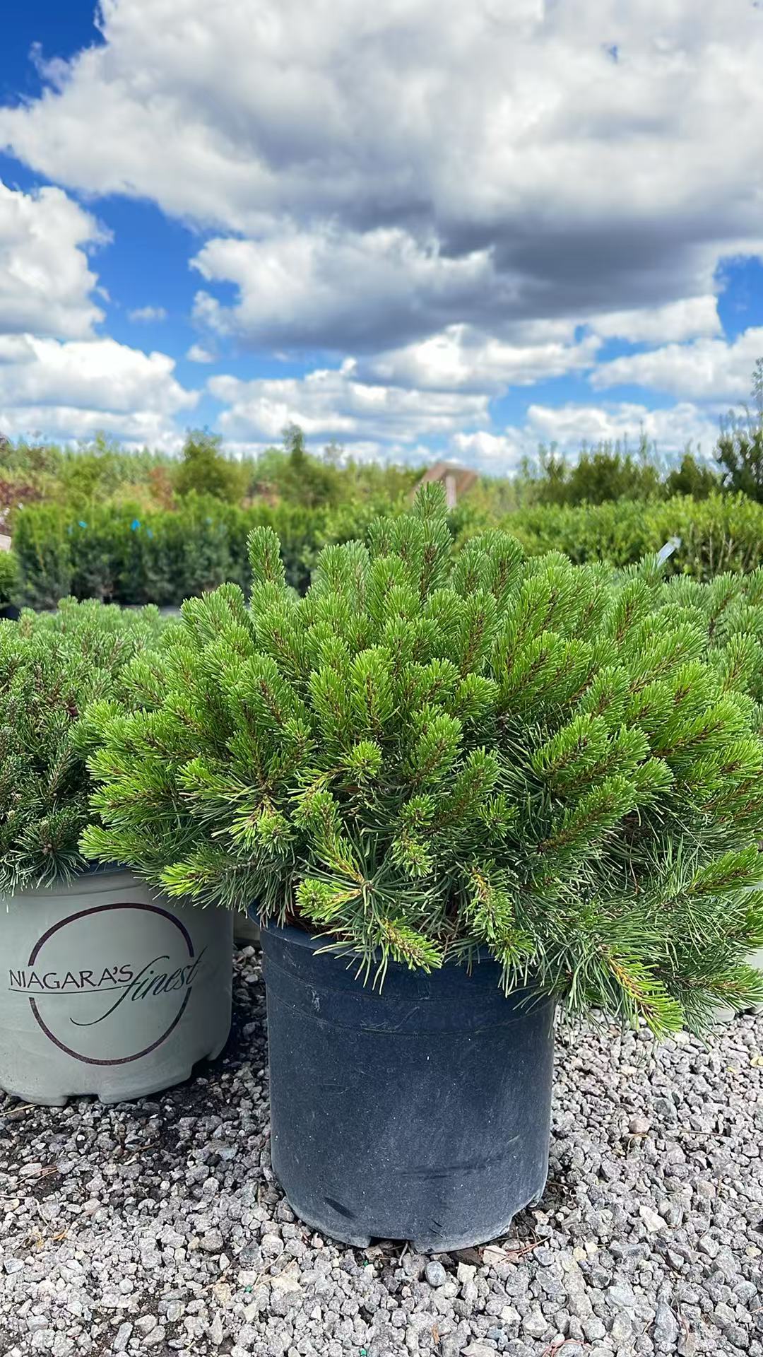 Mugo Pine