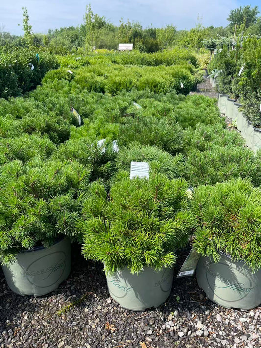Mugo Pine
