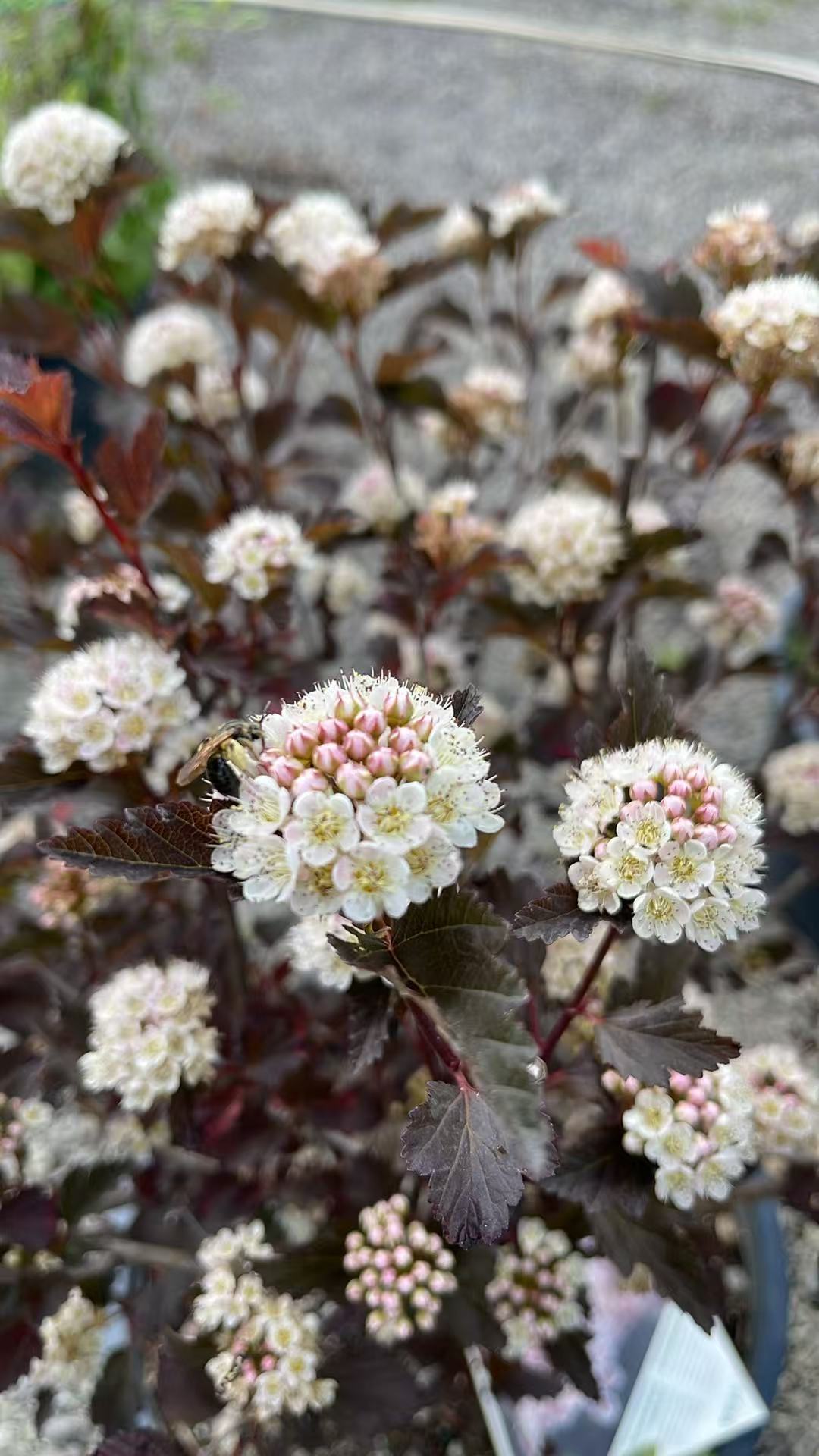 Summer Wine Ninebark